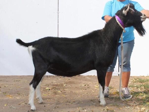 Sex Việt Nam Hôm Nay Là Gì Giải Mã Thế Giới Ảo Đầy Bất Ngờ